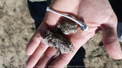 probable peregrine falcon pellets