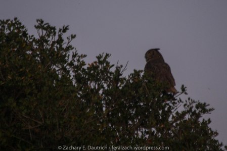 female great-horned owl gazing at male