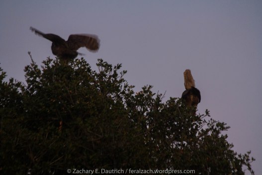 post-coitus great-horned owls