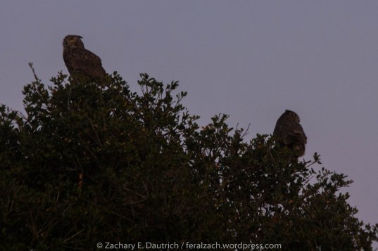 the after-glow? post coitus GHOW's.