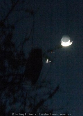 owl, venus, mars and moon