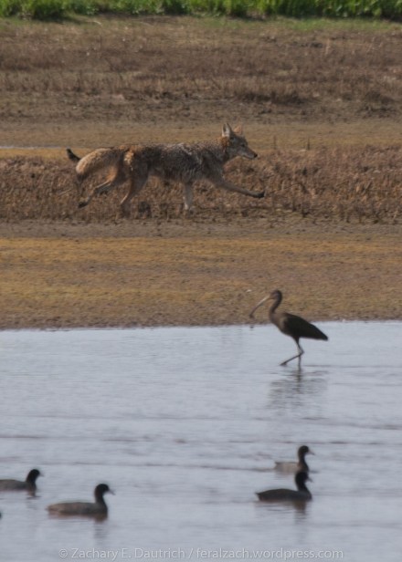 coyote with black ibis and mallards / Sacramento County CA