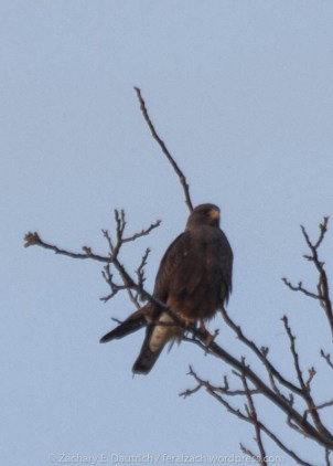dark morph swainson's hawk / yolo county ca