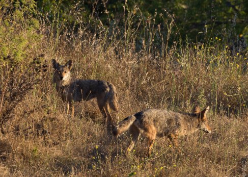 IMG_0536 v1-3 - Copy