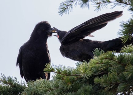 adult feeding young crow a goose berry