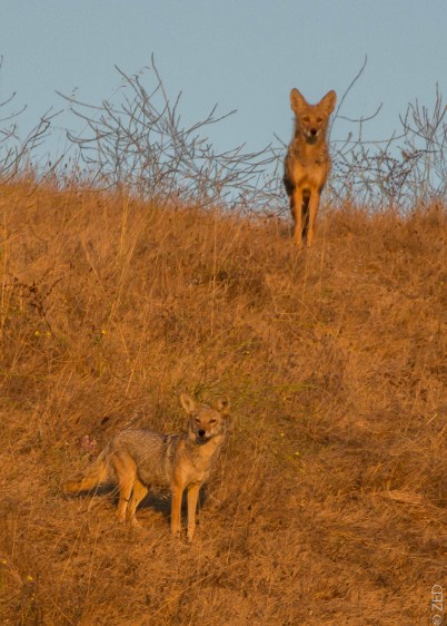 coyotes
