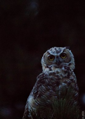 young great-horned owl