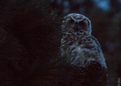 young great-horned owl