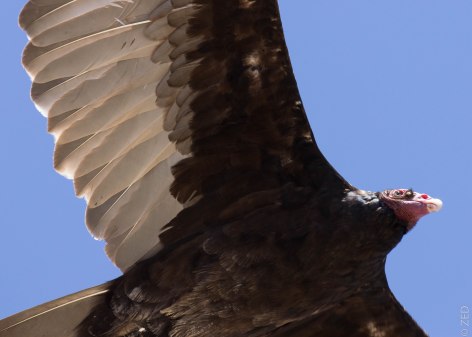 turkey vulture / point reyes national seashore CA