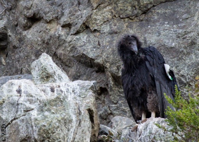 California Condor chick / Ventana Wilderness of Los Padres National Forest near Big Sur