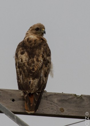 red-tailed hawk