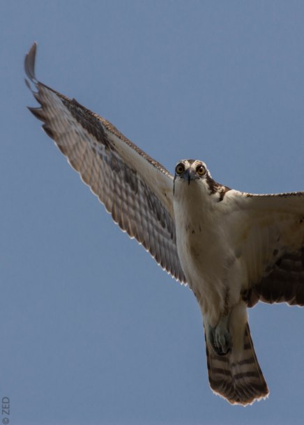 osprey