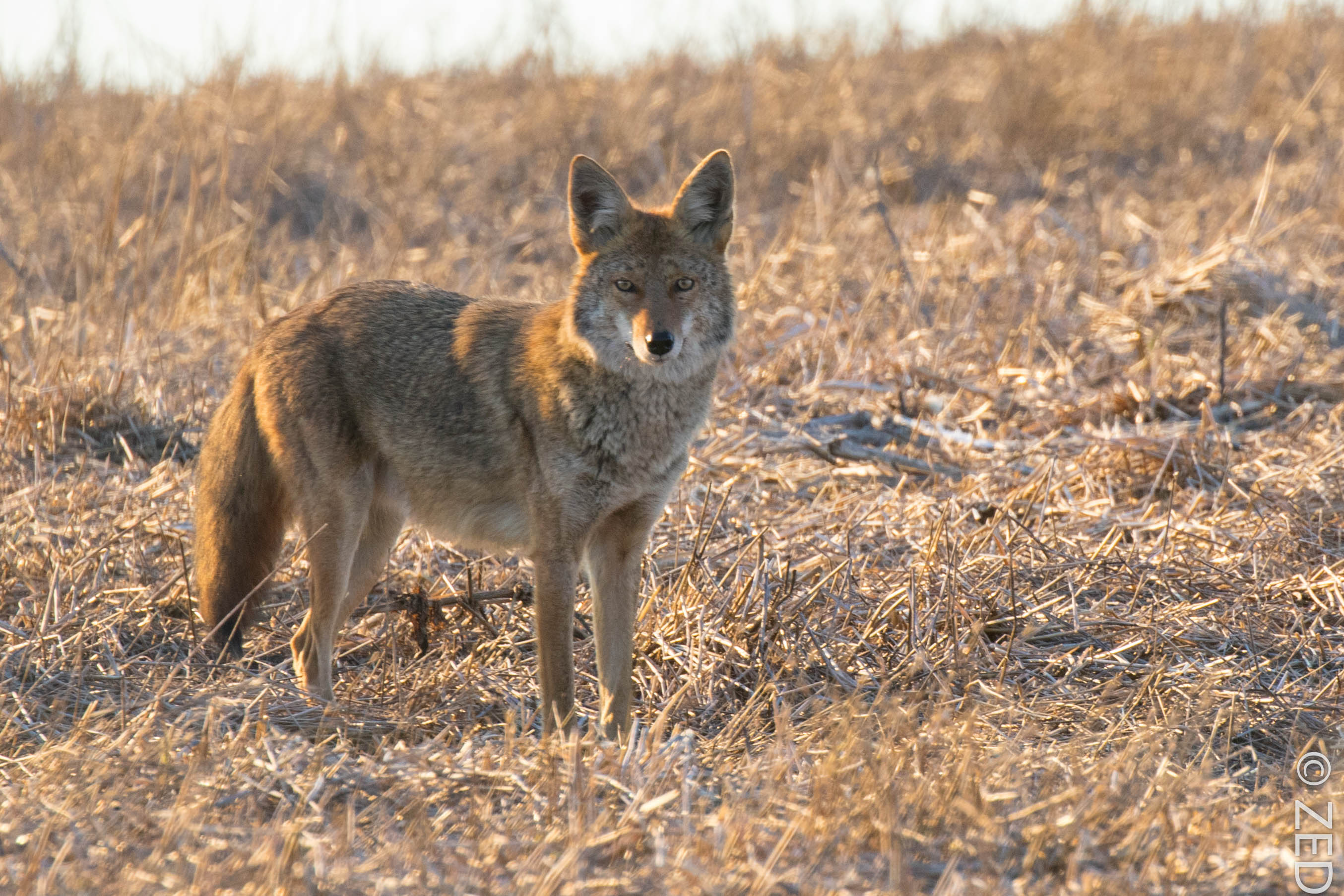 20160926 coyote | feralzach